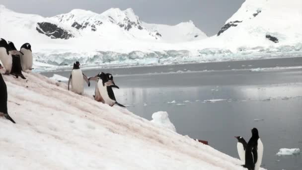 Pingwiny na snowy skaliste wybrzeże Oceanu Antarktydy. — Wideo stockowe