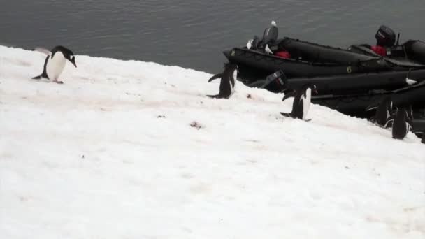 Pinguins correm para o barco de borracha no oceano da Antártida . — Vídeo de Stock