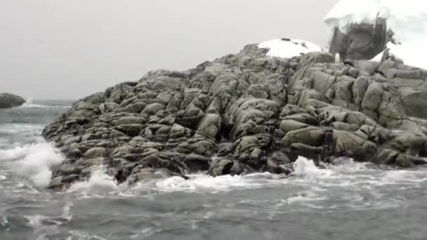 Pinguïns Besneeuwde Rotskust Ijsberg Pakijs Oceaan Van Antarctica Gletsjer Achtergrond — Stockvideo
