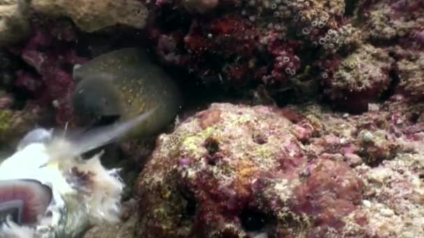 Diver feeds moray eel with fish food from hands underwater in Maldives. — Stock Video