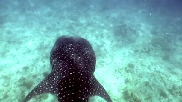Velrybí žralok obří velikosti pod vodou při hledání potravy na mořském dně Maledivy. — Stock video