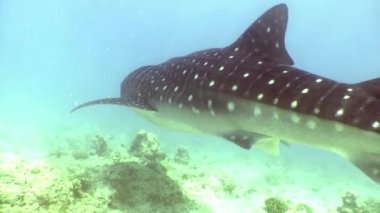 Balina köpekbalığı dev boyutu sualtı deniz dibinin Maldivler üzerinde yiyecek bulmak.