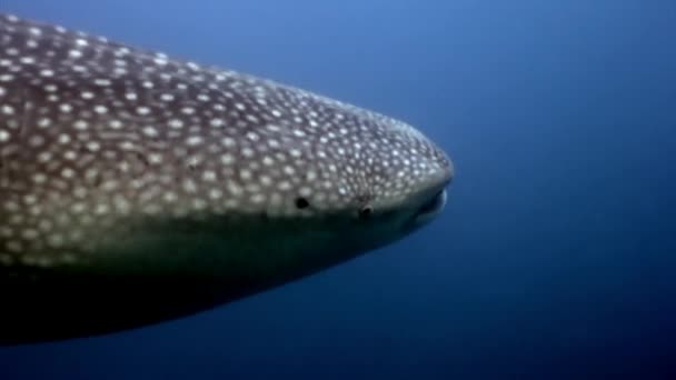 Whale shark giant size underwater in search of food on seabed Maldives. — Stock Video