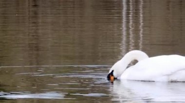 Zarif beyaz kuğu gölet yüzeyinde yüzüyor.