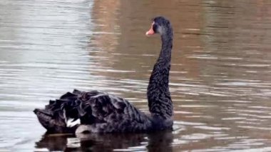 Siyah Kuğu sürüsü gölet yüzeyinde yüzüyor.