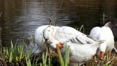 Bir sürü beyaz kaz ve gölet üzerinde siyah kuğu.