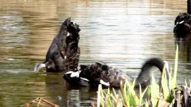 Siyah Kuğu sürüsü gölet yüzeyinde yüzüyor.