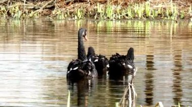 Siyah Kuğu sürüsü gölet yüzeyinde yüzüyor.
