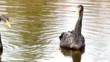 Siyah Kuğu sürüsü gölet yüzeyinde yüzüyor.