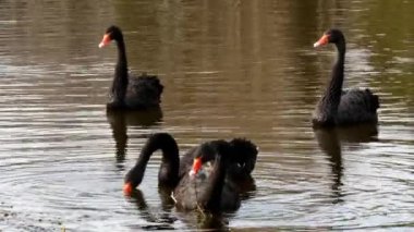 Siyah Kuğu sürüsü gölet yüzeyinde yüzüyor.