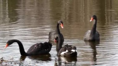 Siyah Kuğu sürüsü gölet yüzeyinde yüzüyor.
