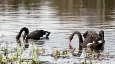 Siyah Kuğu sürüsü gölet yüzeyinde yüzüyor.