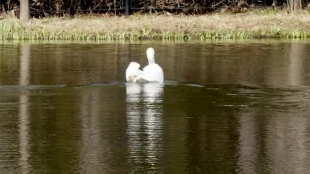 Cigno bianco grazioso nuota sulla superficie dello stagno . — Video Stock