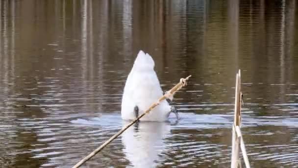 Graceful white swan swims on surface of pond. — Stock Video