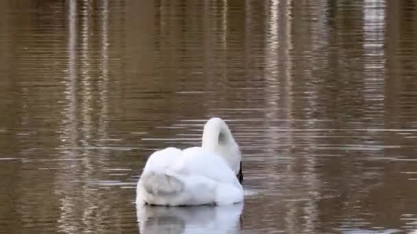 Zarif beyaz kuğu gölet yüzeyinde yüzüyor. — Stok video