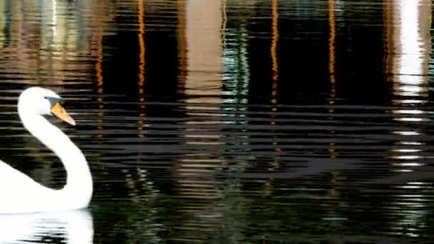 Elegantní Bílá labuť plave na hladině rybníka. — Stock video