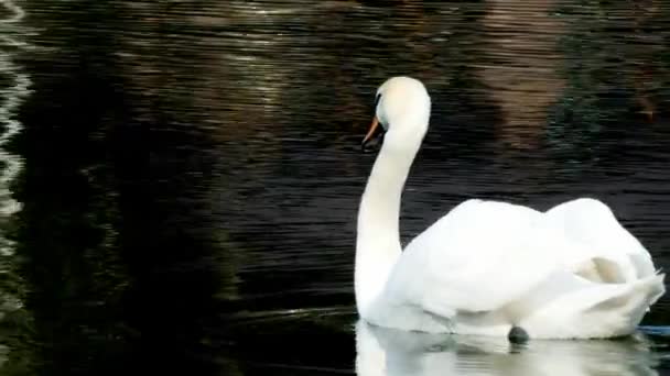 Изящный белый лебедь плавает на поверхности пруда . — стоковое видео