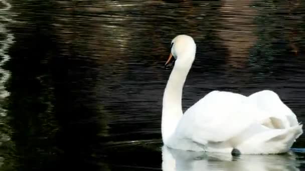 Cisne branco gracioso nada na superfície da lagoa . — Vídeo de Stock