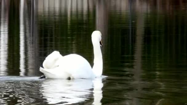 Graceful white swan swims on surface of pond. — Stock Video