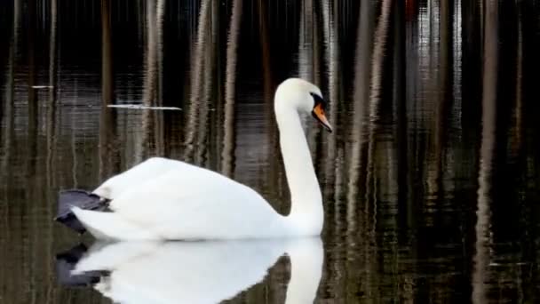 Graciös Vacker Vit Svan Simmar Sommaren Vid Sjön Parken Jakt — Stockvideo