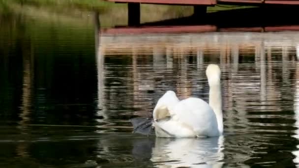 优雅的白天鹅在池塘表面游泳. — 图库视频影像