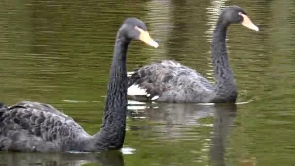 Una bandada de cisnes negros nada en la superficie del estanque . — Vídeos de Stock