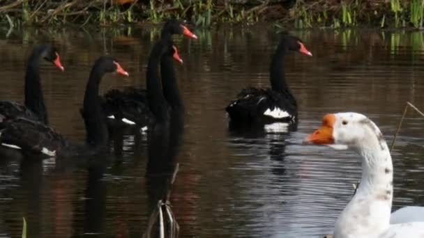 Hejno bílých hus a černé labutě na rybníku. — Stock video
