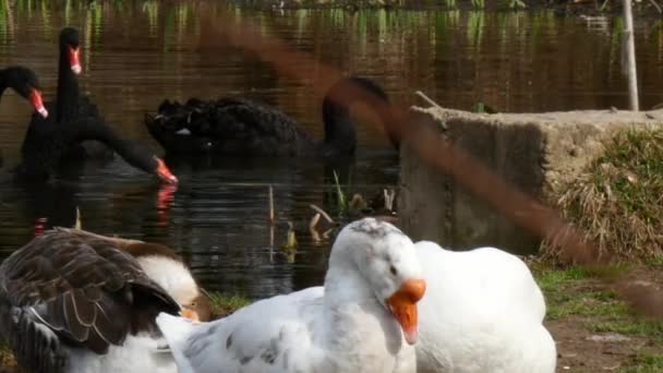 Hejno bílých hus a černé labutě na rybníku. — Stock video