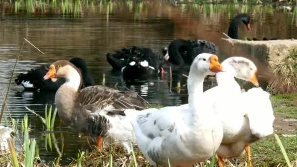 Ein Schwarm weißer Gänse und schwarzer Schwäne auf dem Teich. — Stockvideo