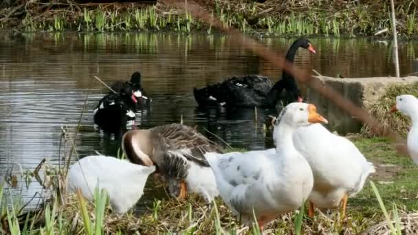 En flock vita gäss och svart svan på dammen. — Stockvideo