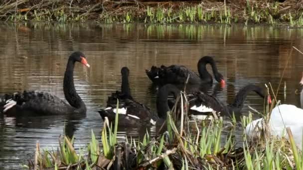 Um bando de gansos brancos e cisnes negros na lagoa . — Vídeo de Stock