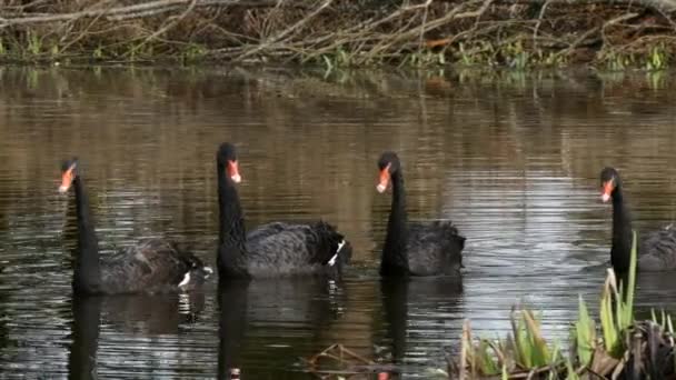 Um bando de cisnes negros nada na superfície da lagoa . — Vídeo de Stock