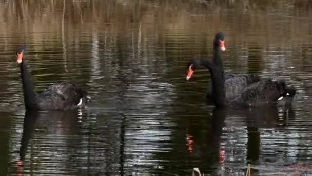 Hejno černých Labutí plave na hladině rybníka. — Stock video