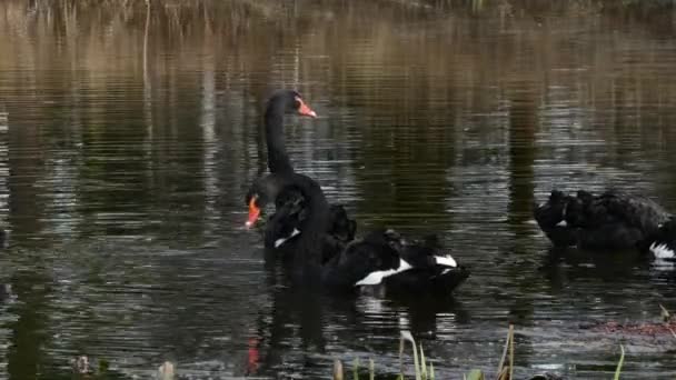 Um bando de cisnes negros nada na superfície da lagoa . — Vídeo de Stock