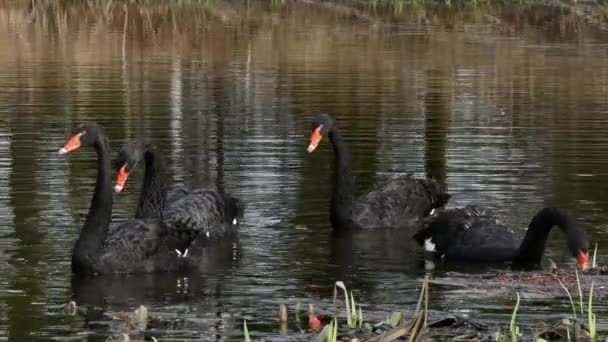 Um bando de cisnes negros nada na superfície da lagoa . — Vídeo de Stock