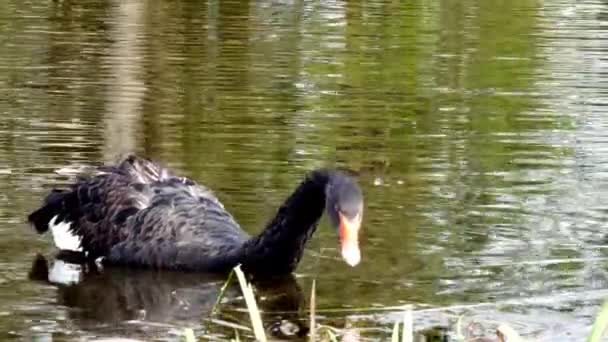 En flock av svart svan som simmar på ytan av damm. — Stockvideo