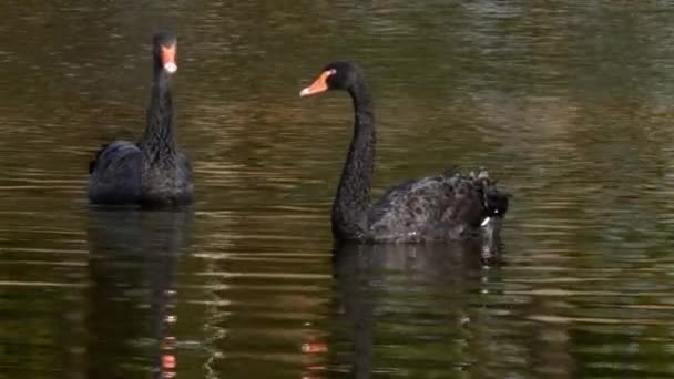 Een kudde zwarte zwaan zwemt op het oppervlak van de vijver. — Stockvideo