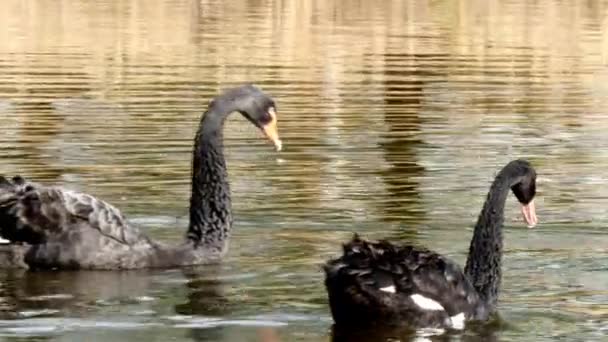 Um bando de cisnes negros nada na superfície da lagoa . — Vídeo de Stock