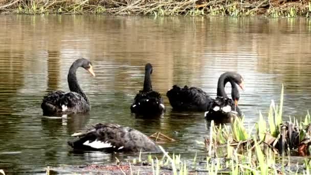 Sekumpulan angsa hitam berenang di permukaan kolam. . — Stok Video