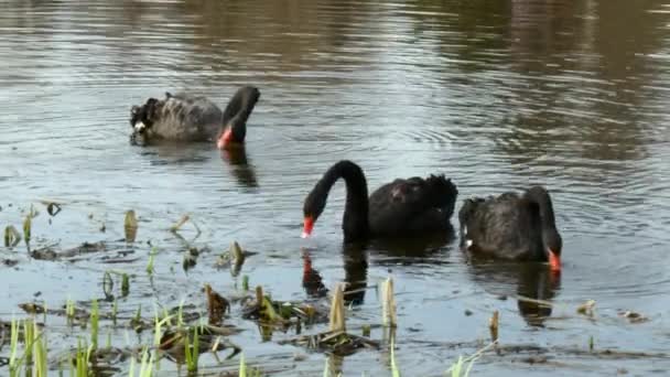 Una bandada de cisnes negros nada en la superficie del estanque . — Vídeo de stock