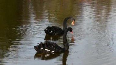 Siyah Kuğu sürüsü gölet yüzeyinde yüzüyor.