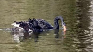 Siyah Kuğu sürüsü gölet yüzeyinde yüzüyor.