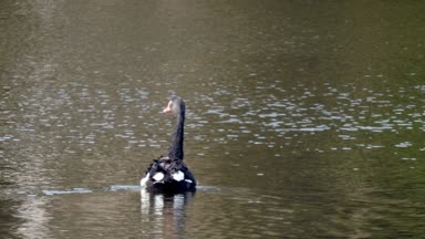 Siyah Kuğu sürüsü gölet yüzeyinde yüzüyor.