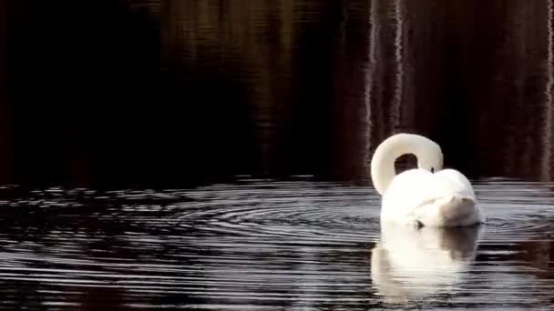 Bílá labuť plave na zrcadlovém povrchu jezera. — Stock video