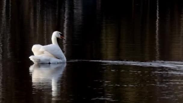 Bílá labuť plave na zrcadlovém povrchu jezera. — Stock video