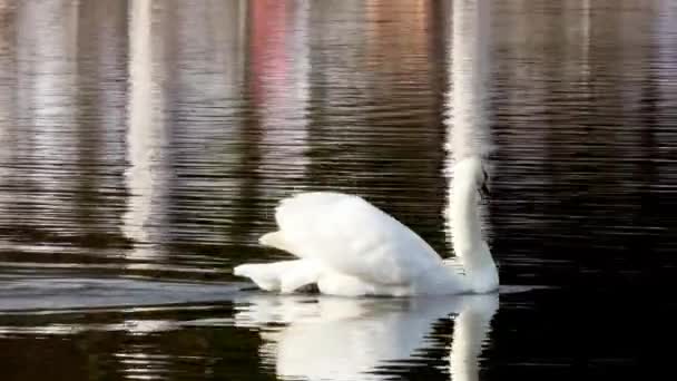 Weißer Schwan schwimmt auf Spiegeloberfläche des Sees. — Stockvideo