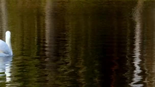 Vita Svanen simmar på spegelytan av sjön. — Stockvideo