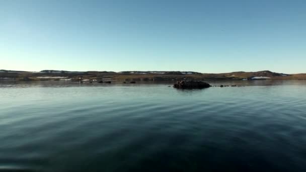 Kust och vatten ytan av ishavet New Earth Vaigach Island. — Stockvideo