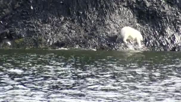 Белый белый медведь идет вдоль скалистого берега Северного Ледовитого океана . — стоковое видео
