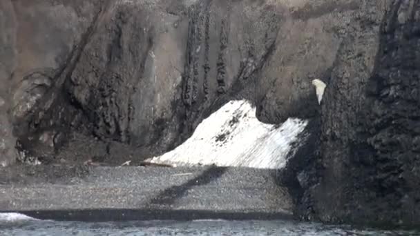 Fehér jegesmedve séta mentén sziklás partján a Jeges-tenger. — Stock videók